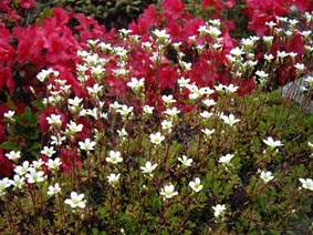 Saxifraga trifurcata